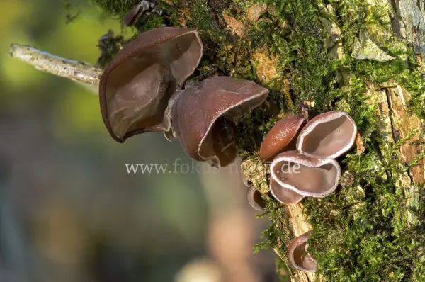 Fokus-Natur Bild