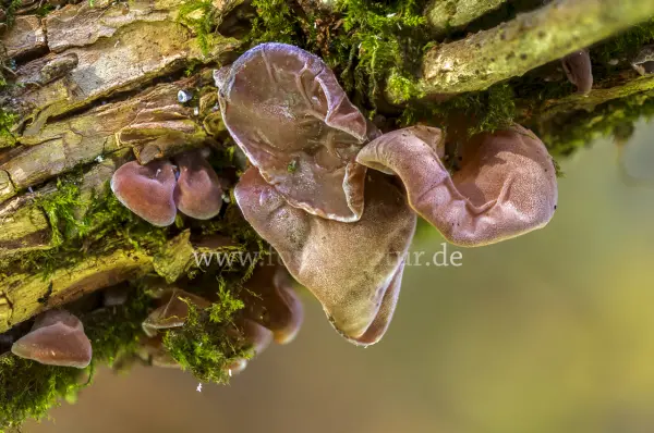Fokus-Natur Bild