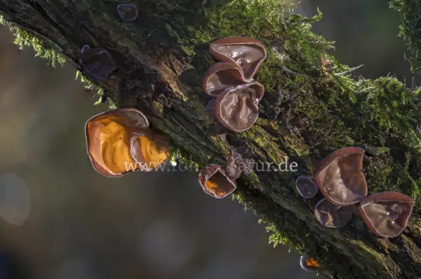 Fokus-Natur Bild