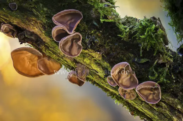 Fokus-Natur Bild