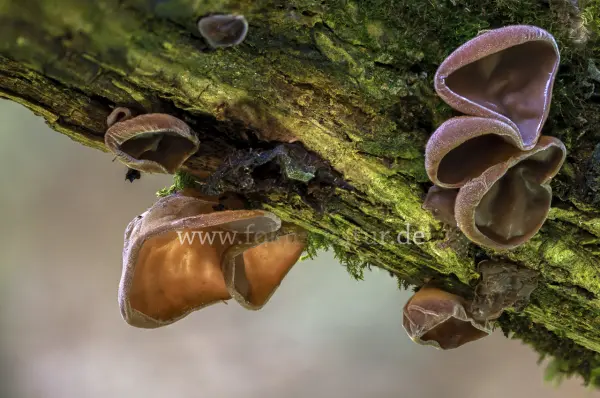 Fokus-Natur Bild