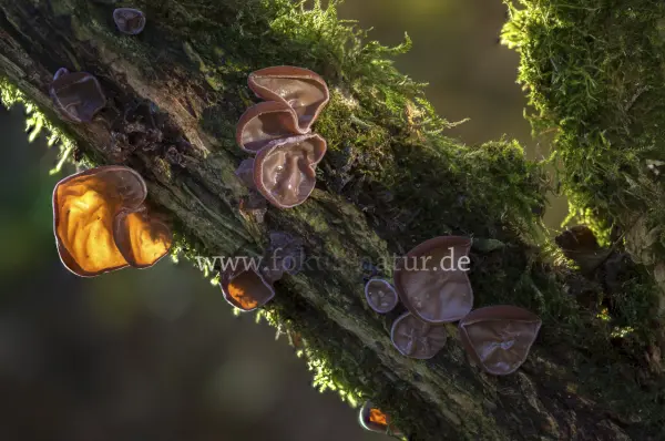 Fokus-Natur Bild