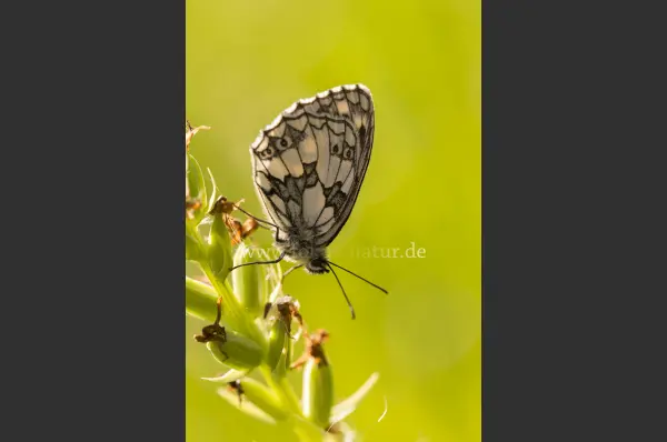 Fokus-Natur Bild