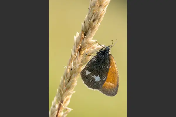 Fokus-Natur Bild