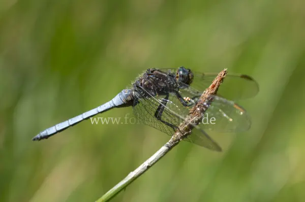 Fokus-Natur Bild