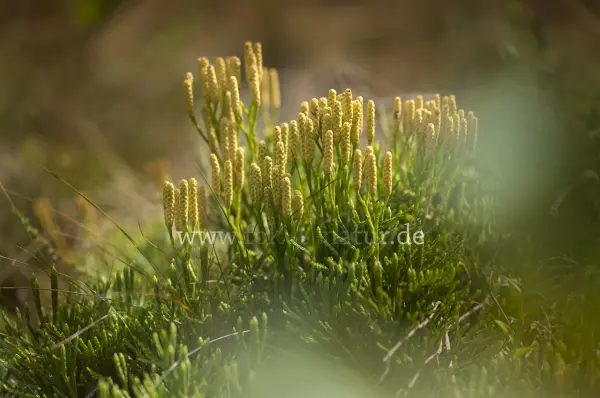 Fokus-Natur Bild