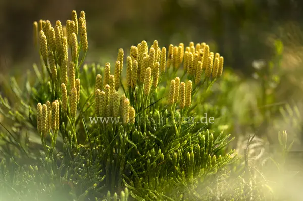 Fokus-Natur Bild