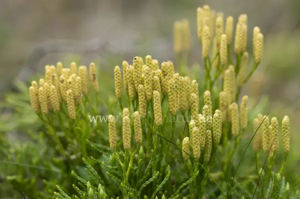 Fokus-Natur Bild