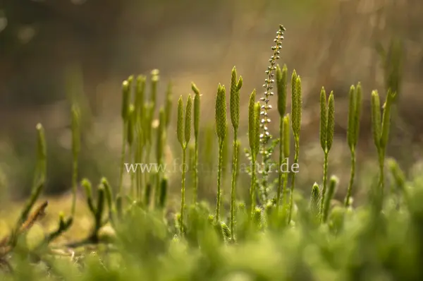 Fokus-Natur Bild