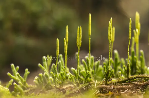 Fokus-Natur Bild