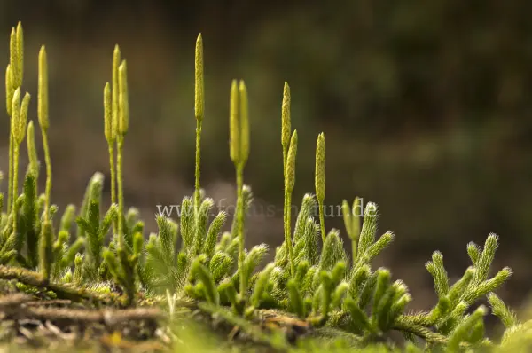 Fokus-Natur Bild