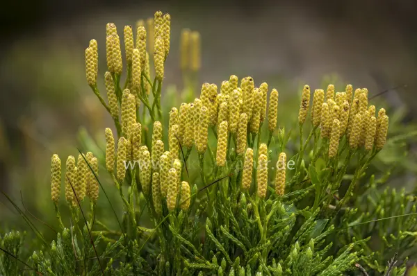 Fokus-Natur Bild