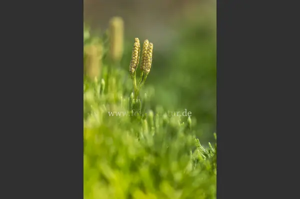 Fokus-Natur Bild