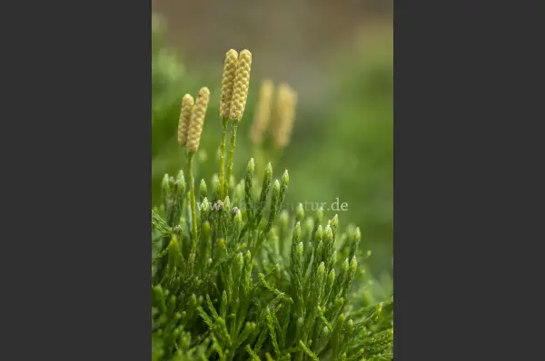 Fokus-Natur Bild