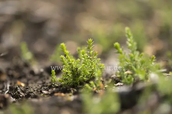 Fokus-Natur Bild