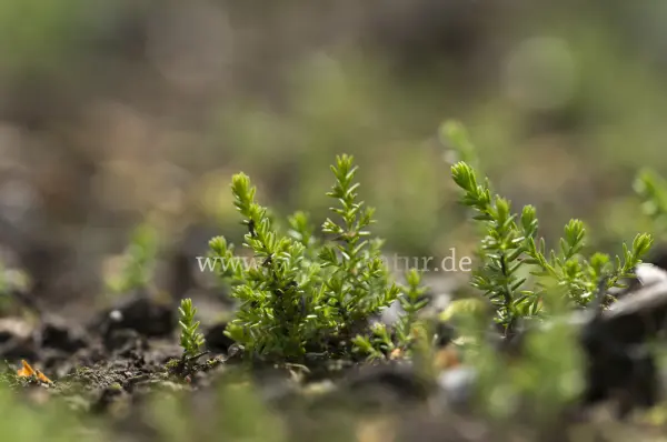 Fokus-Natur Bild