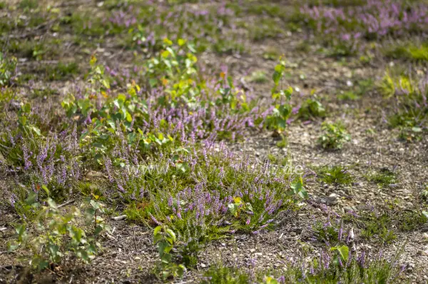 Fokus-Natur Bild