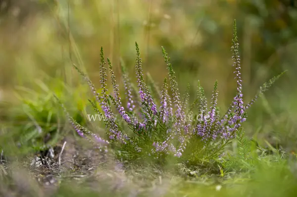 Fokus-Natur Bild