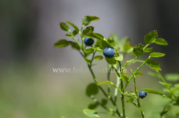 Fokus-Natur Bild