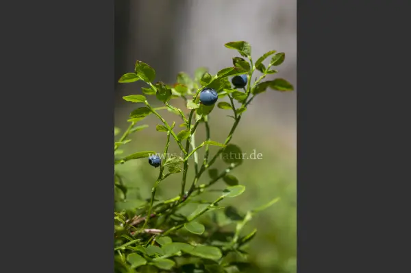 Fokus-Natur Bild