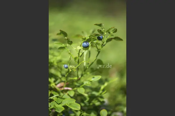 Fokus-Natur Bild