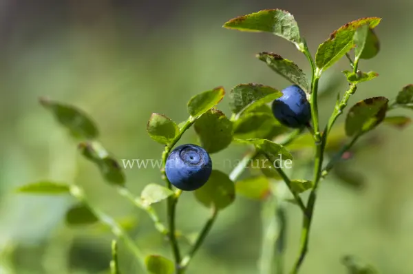 Fokus-Natur Bild