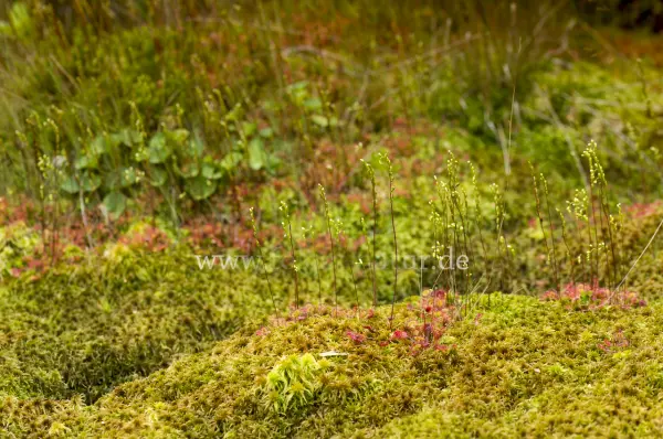 Fokus-Natur Bild