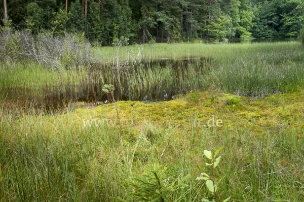 Fokus-Natur Bild