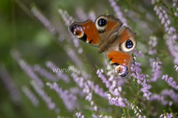 Fokus-Natur Bild