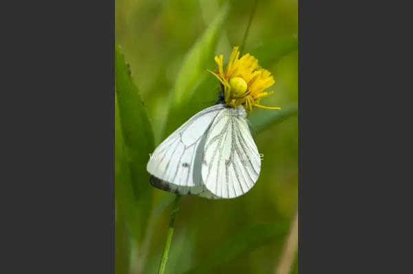 Fokus-Natur Bild