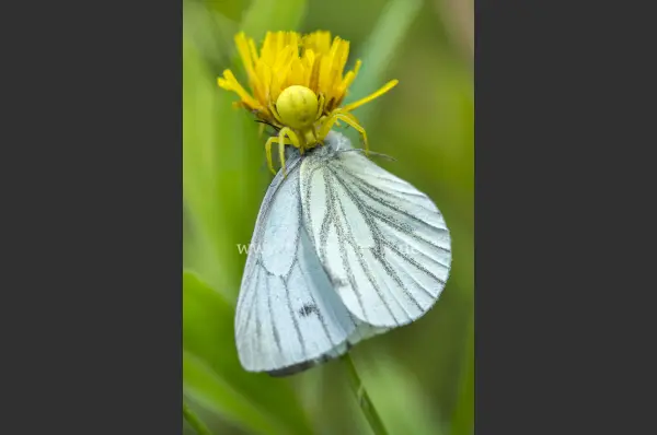 Fokus-Natur Bild