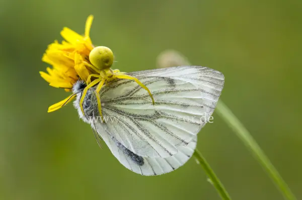 Fokus-Natur Bild