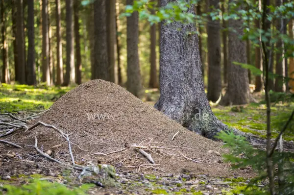 Fokus-Natur Bild