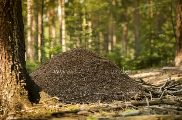 Fokus-Natur Bild