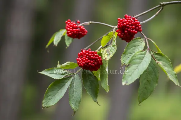Fokus-Natur Bild