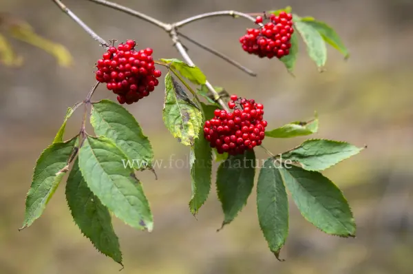 Fokus-Natur Bild