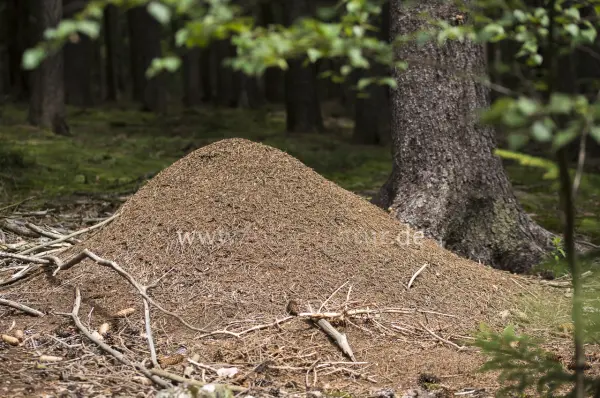Fokus-Natur Bild