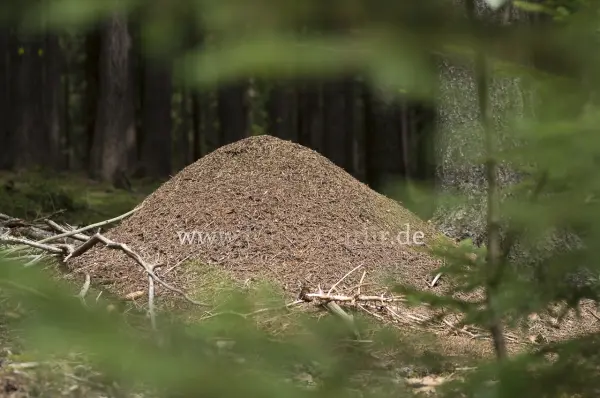Fokus-Natur Bild