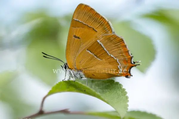Fokus-Natur Bild