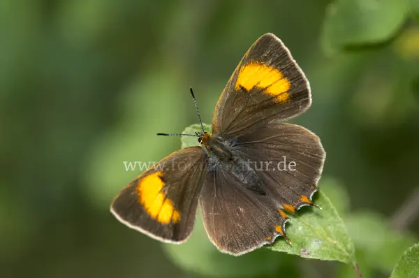 Fokus-Natur Bild