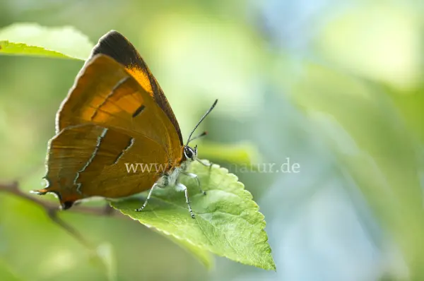 Fokus-Natur Bild