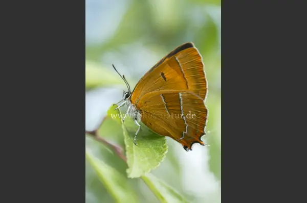 Fokus-Natur Bild