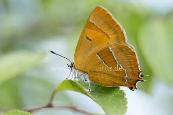 Fokus-Natur Bild