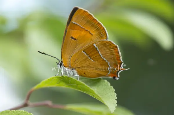 Fokus-Natur Bild