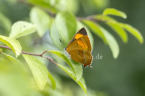 Fokus-Natur Bild