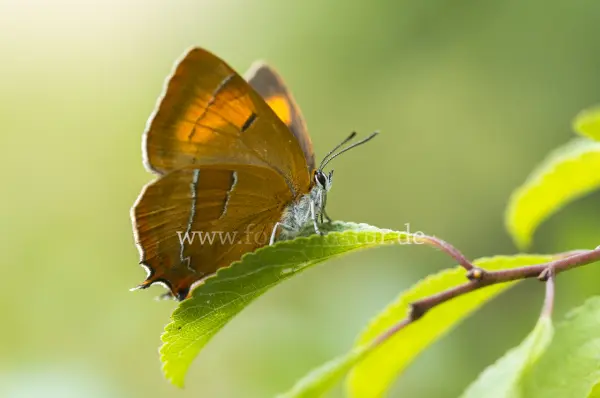 Fokus-Natur Bild