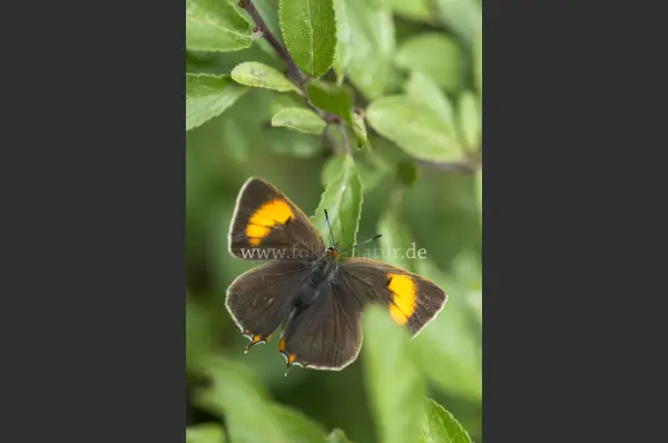 Fokus-Natur Bild
