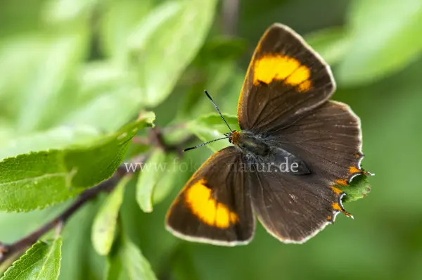 Fokus-Natur Bild