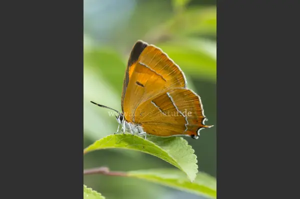 Fokus-Natur Bild