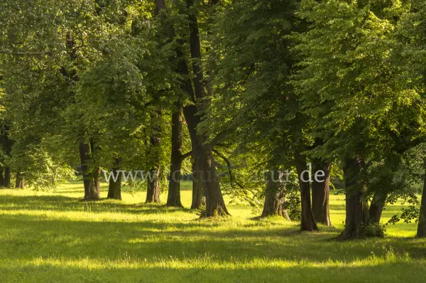 Fokus-Natur Bild